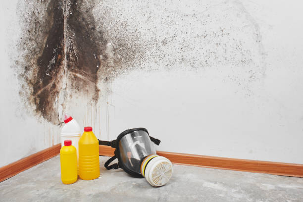 Best Black Mold Removal  in Fernandina Beach, FL