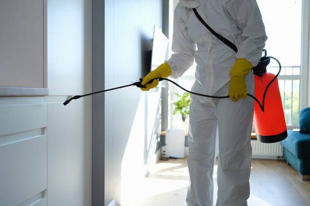 Best Emergency Mold Removal  in Fernandina Beach, FL