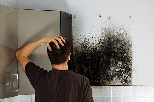 Best Residential Mold Removal  in Fernandina Beach, FL