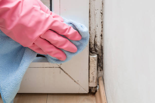 Best Same-Day Mold Removal  in Fernandina Beach, FL