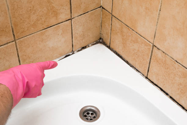 Trusted Fernandina Beach, FL Mold Removal Experts